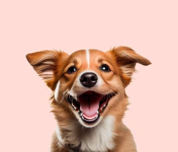 Dog food and toys in Chennai for all breeds