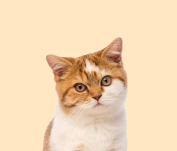 Dog food and toys in Chennai for all breeds