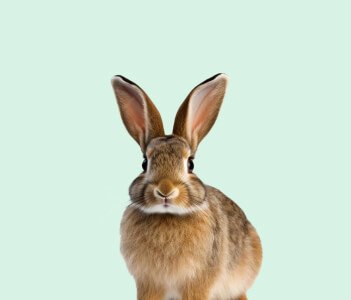 Dog food and toys in Chennai for all breeds