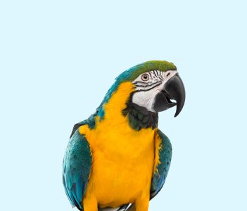 Dog food and toys in Chennai for all breeds