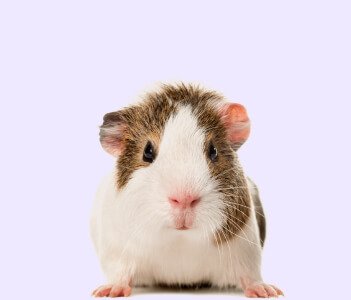 Dog food and toys in Chennai for all breeds