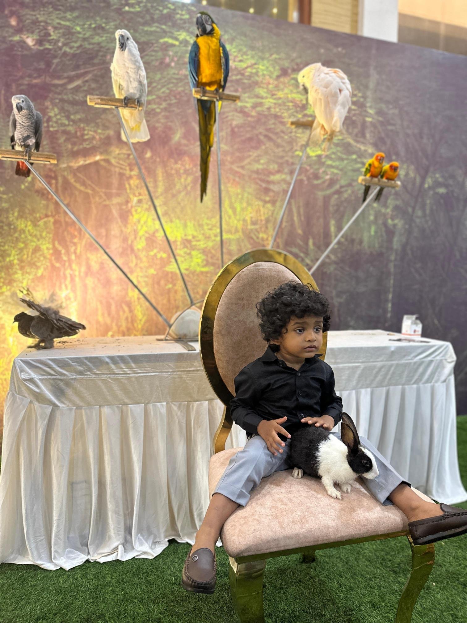 Labrador puppy for sale in Chennai with best
price