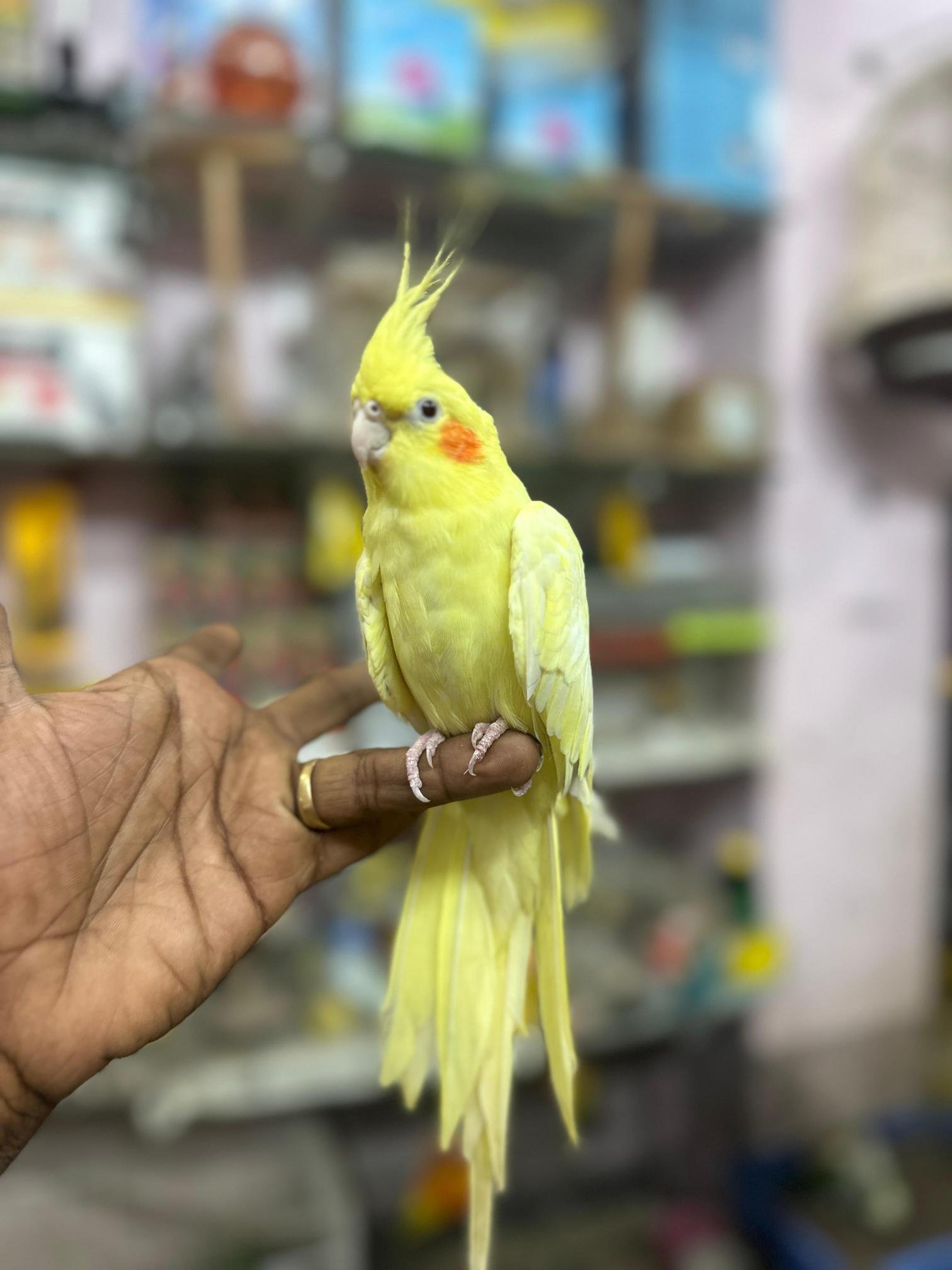 German Shepherd puppy available in Chennai pet
shop