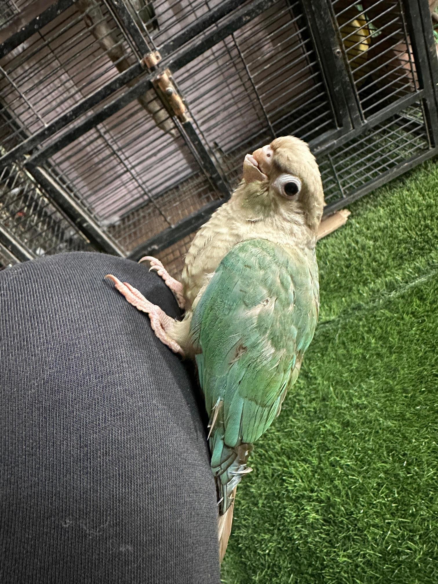 German Shepherd puppy available in Chennai pet
shop