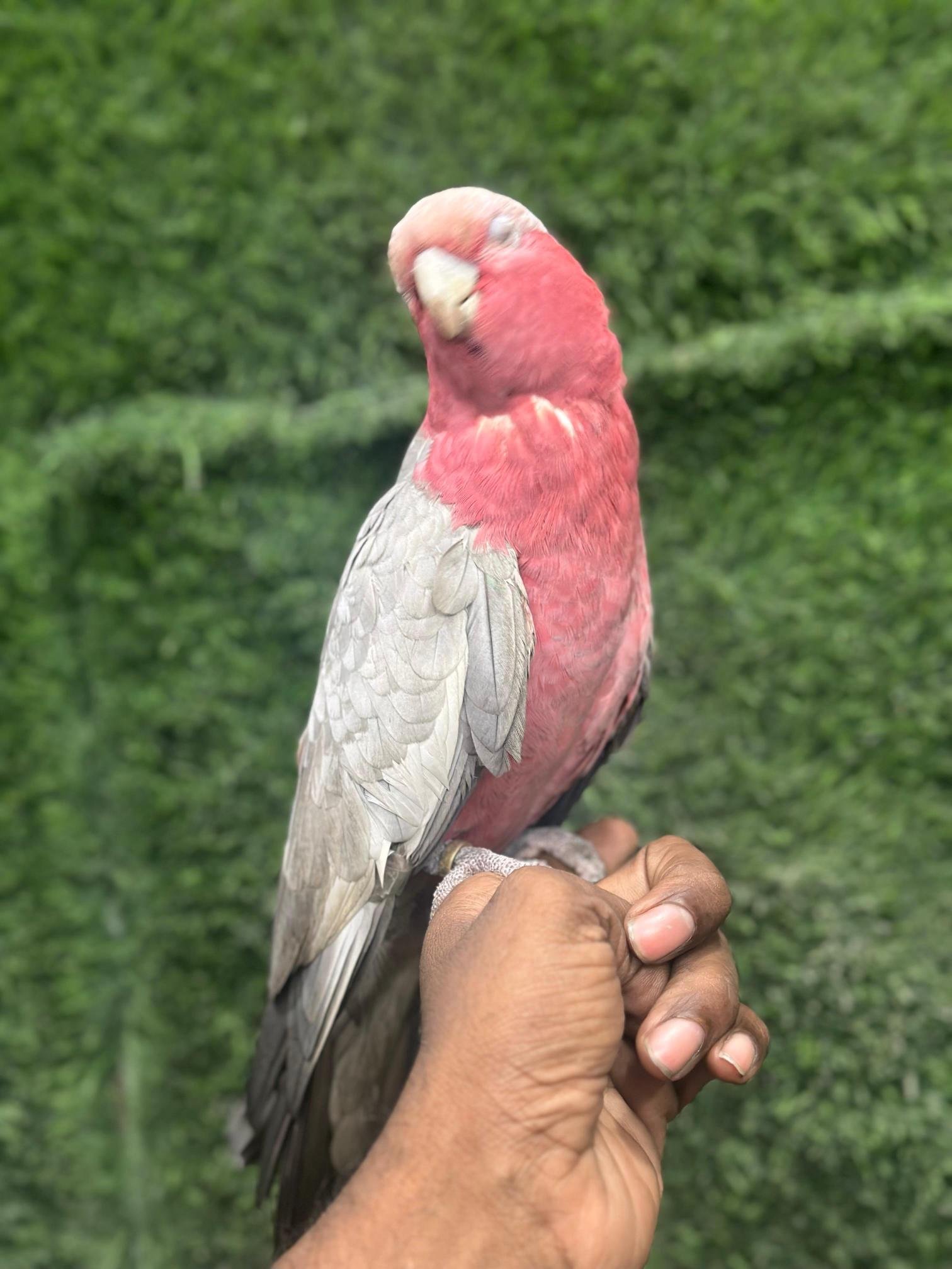 German Shepherd puppy available in Chennai pet
shop