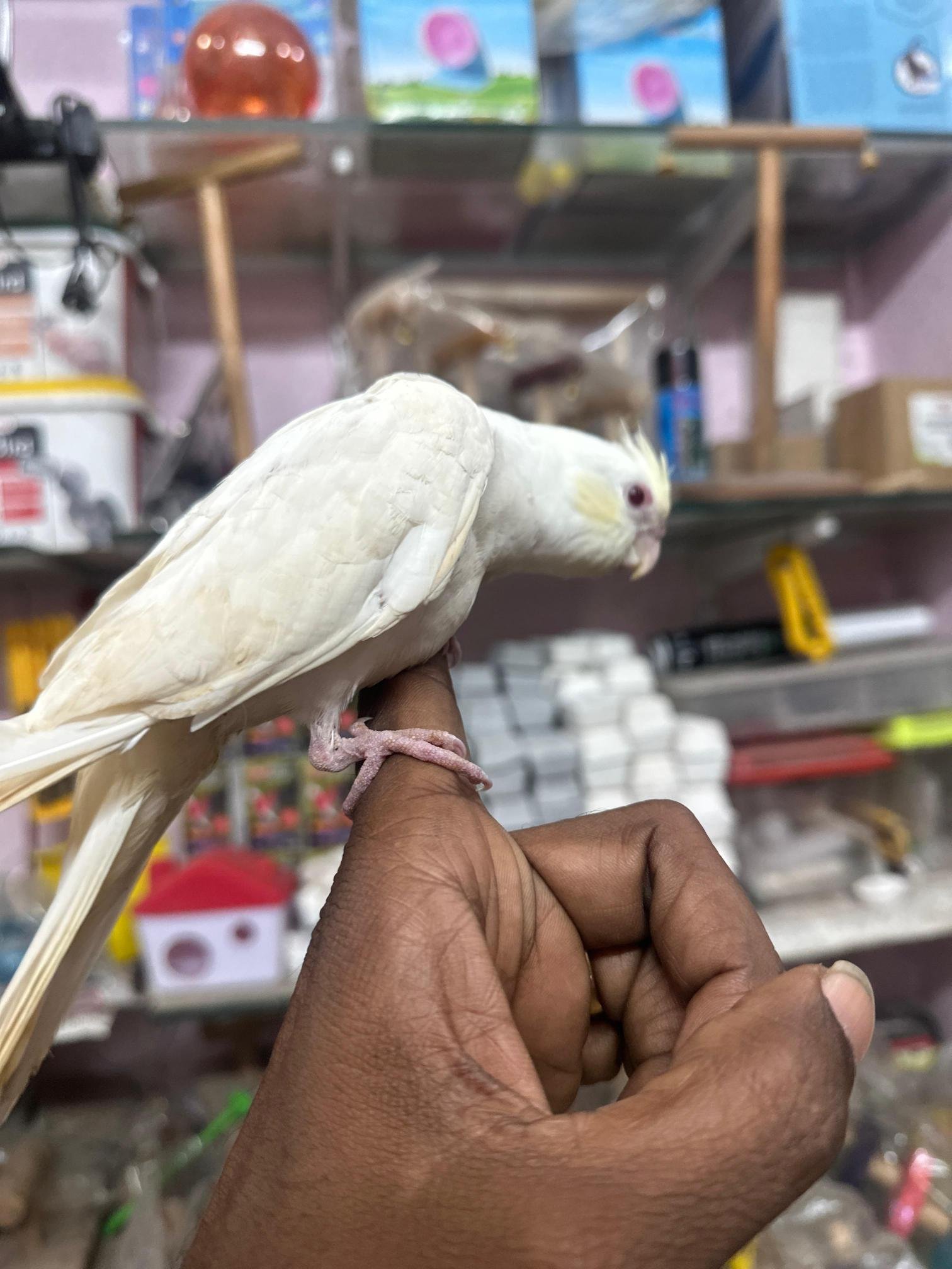 Buy pet dogs in Chennai with healthy puppies for
sale