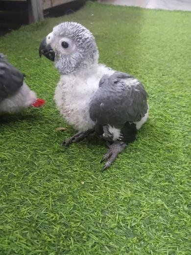 Buy pet dogs in Chennai with healthy puppies for
sale