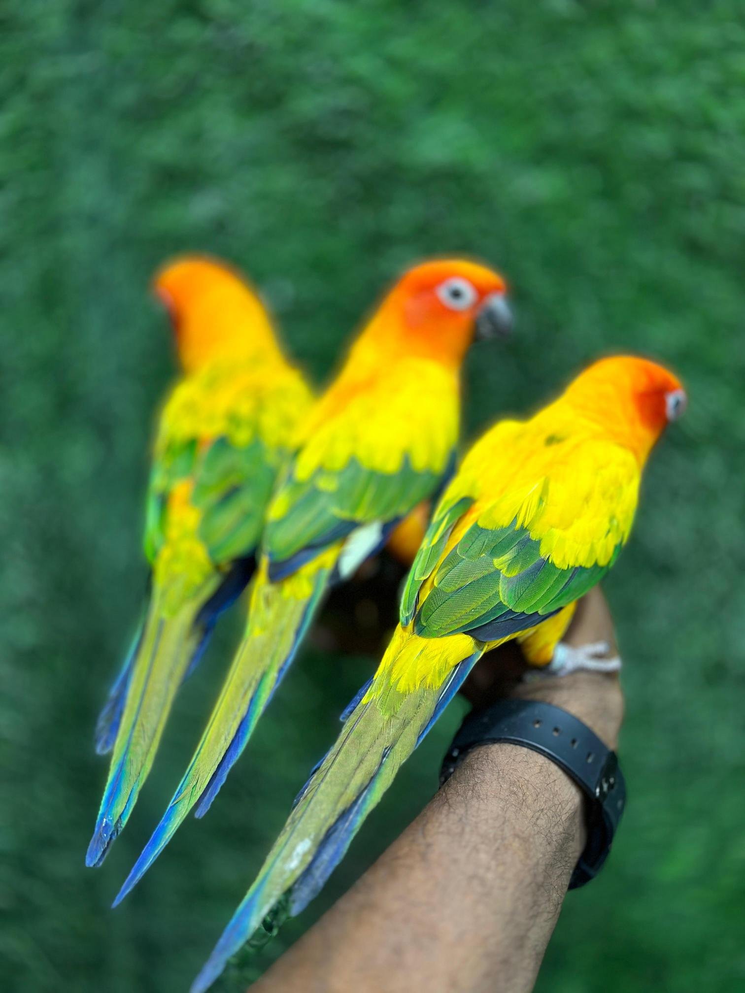 German Shepherd puppy available in Chennai pet
shop