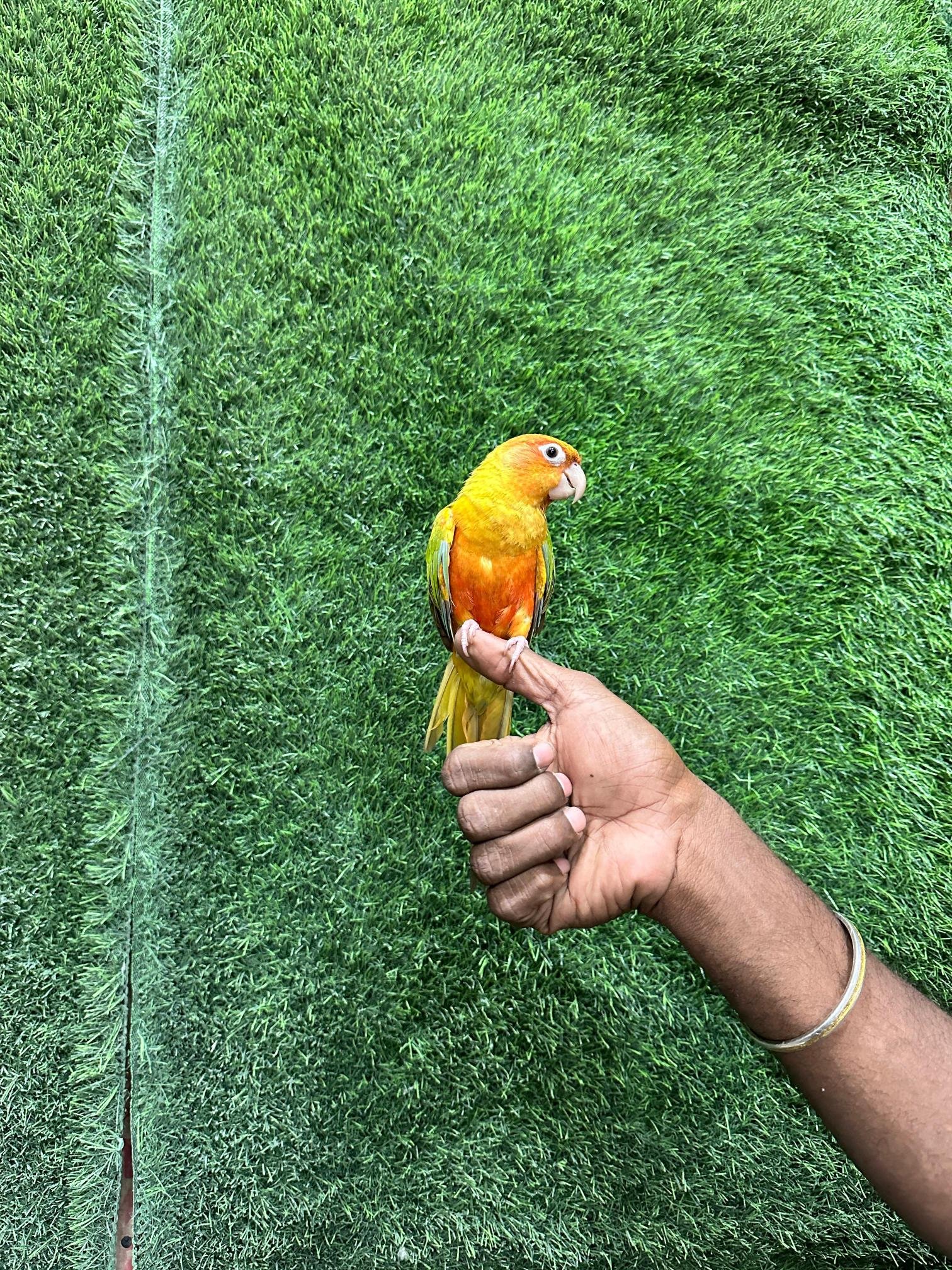 German Shepherd puppy available in Chennai pet
shop