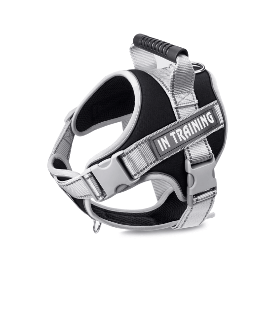 Buy puppies in Chennai contact Chennai Pets
World pet shop