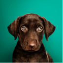 Best pet shop in Chennai for dogs and puppies