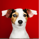 Best pet shop in Chennai for dogs and puppies