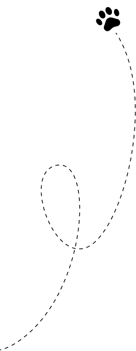 Dog food and toys in Chennai for all breeds