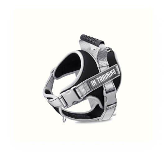 Best pet shop in Chennai for dogs and puppies