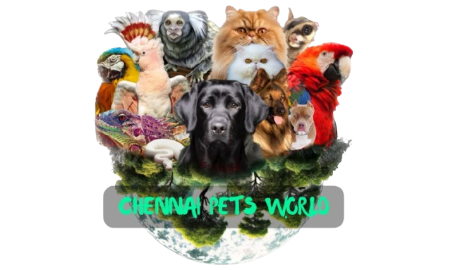 Buy pet dogs in Chennai with healthy puppies for
sale